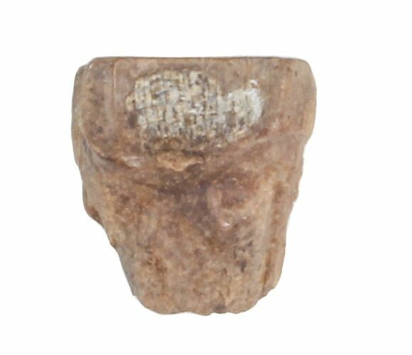 Triceratops Shed Tooth - Montana #41277